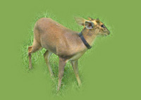 Muntjac Deer Frowns